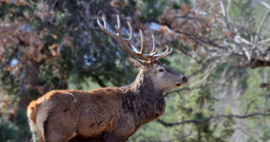 Hunting Area Nidze - Red Deer (Cervus Elaphus)