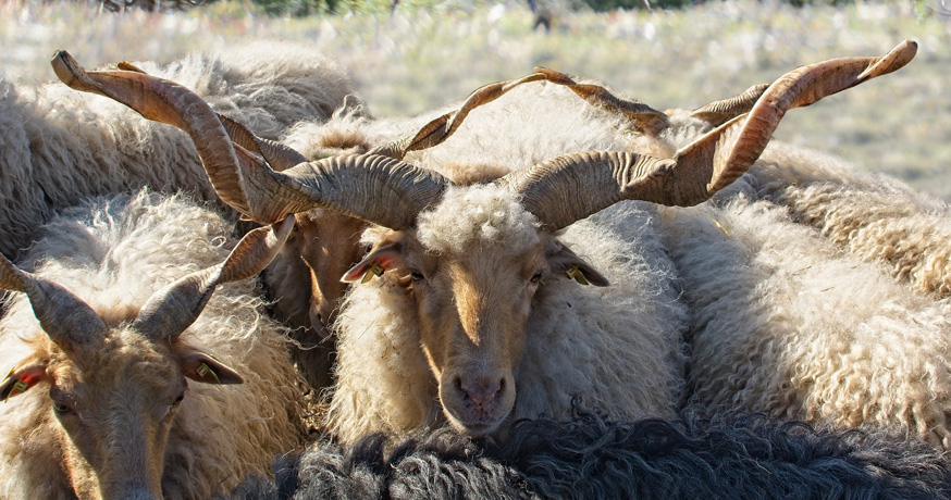 Hunting Area Nidze - Racka sheep