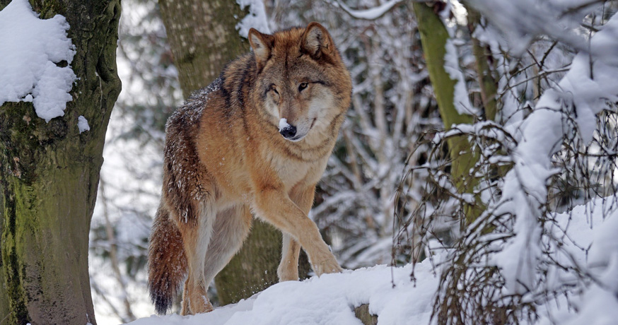 Hunting Area Nidze - Wolf